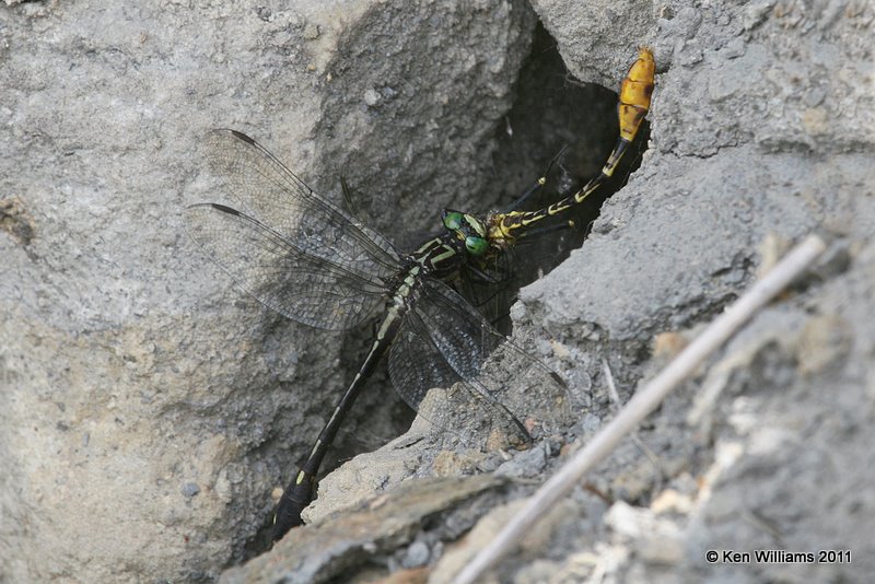 Cobra Clubtail eating a Flag-tailed Spinyleg, Below Kaw, Kay Co, OK, 7-7-11, Ja 3870.jpg