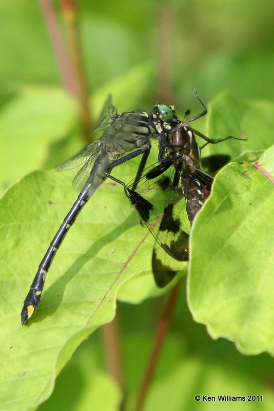 Cobra Clubtail with Common Whitetail-Female, Nowata Land, Nowata Co, OK 6-26-08 JL 0751.jpg