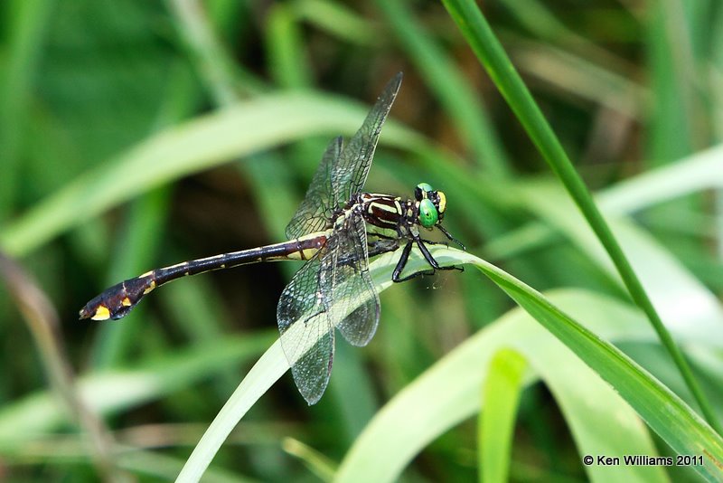 Cobra Clubtail, Nowata Land, Nowata Co, OK, 7-6-09, RL 8680.jpg