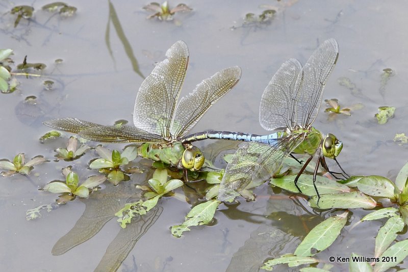 Common Green Darner, Nowata Land, Nowata Co, OK, 9-8-09, Jl 4633.jpg