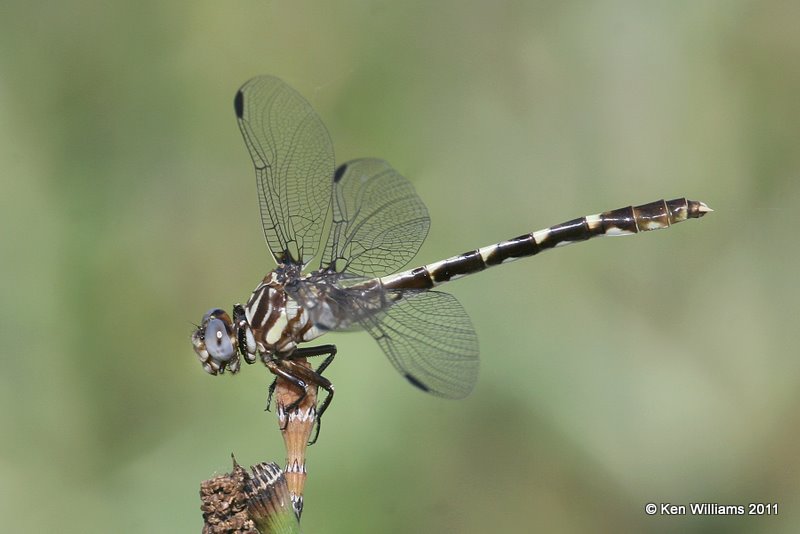 Common Sanddragon, Fry Creek, S. Tulsa, Tulsa Co, OK, 6-23-11, Ja 2423.jpg