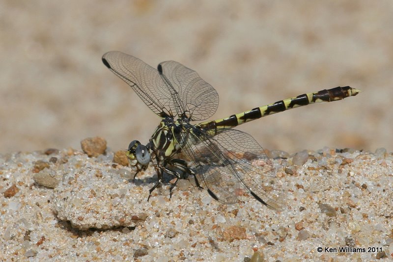 Common Sanddragon, Fry Creek, S. Tulsa, Tulsa Co, OK, 6-23-11, Ja 2446.jpg