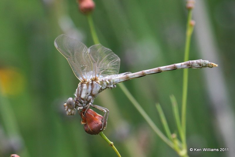 Common Sanddragon, Fry Creek, S. Tulsa, Tulsa Co, OK, 6-23-11, Ja 2904.jpg