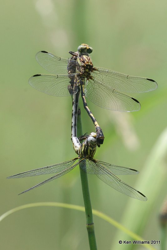 Common Sanddragon, Fry Creek, S. Tulsa, Tulsa Co, OK, 6-23-11, Ja 3000.jpg
