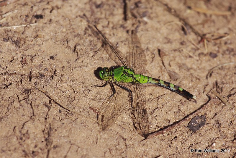Eastern Pondhawk female, Sequoyah NWR, Sequoyah Co, OK 6-5-09 Rl 6847.jpg