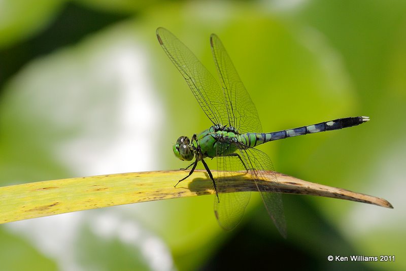 Eastern Pondhawk immature male, Owasso Backyard, Rogers Co, OK, 7-2-09 RL 8200.jpg
