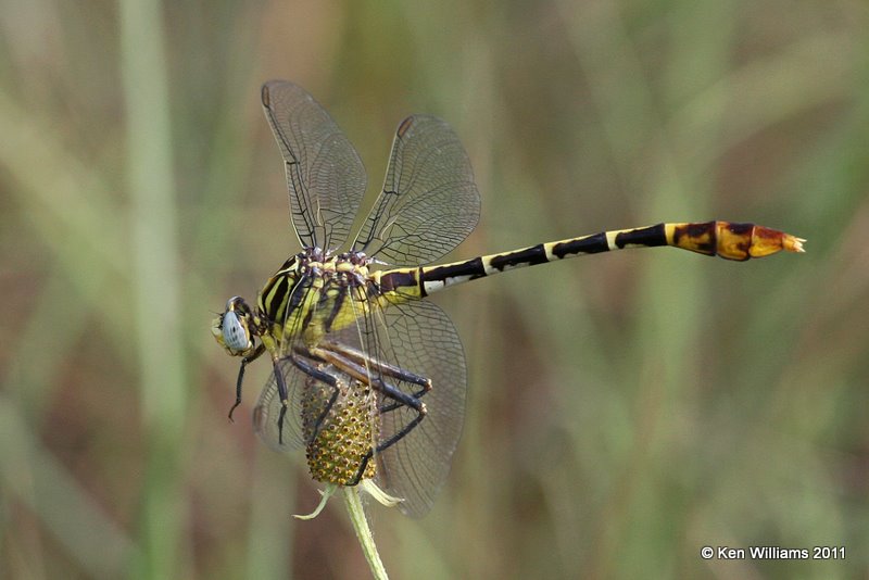 Flag-tailed Spinyleg, Sooner Lake, Noble Co, OK, 7-7-11, Ja 4120.jpg