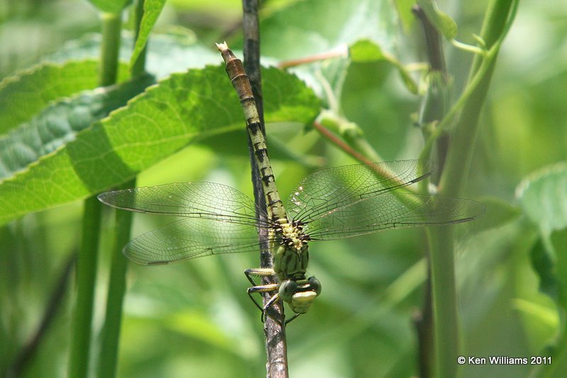 Jade Clubtail, Oxley Nature Center, Tulsa Co, OK, 6-5-11, Ja 1401.jpg