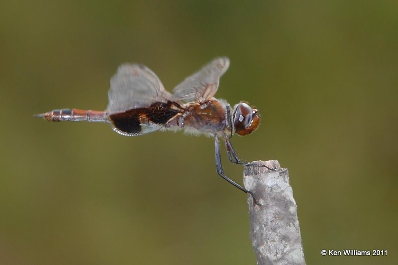 Saddlebags