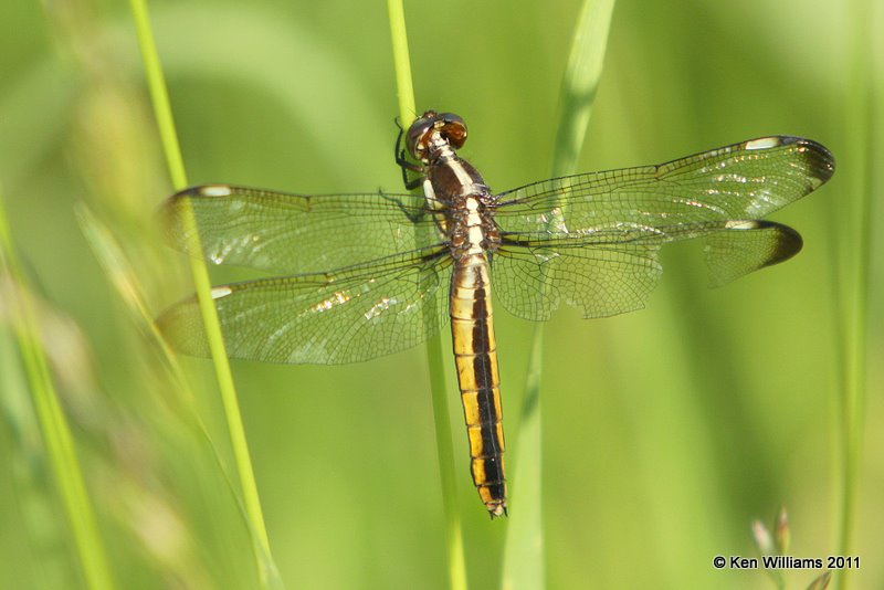 Spangled Skimmer female, Nickel Preserve, OK, 5-26-10, Ja 6547.jpg
