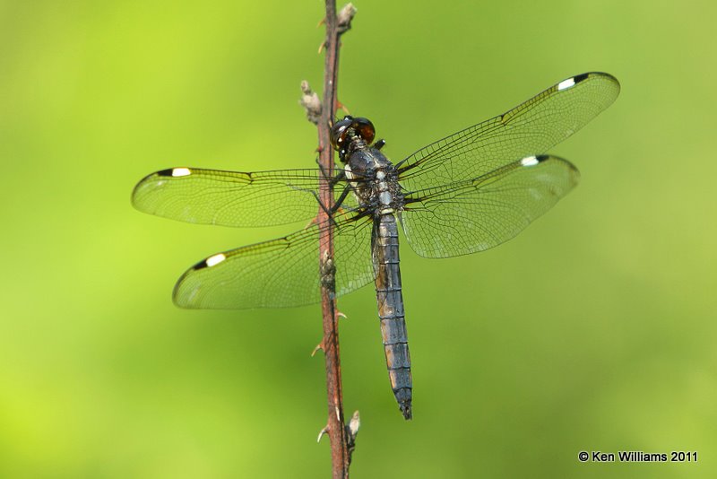 Spangled Skimmer male, Nickel Preserve, OK, 5-26-10, Ja 6586.jpg