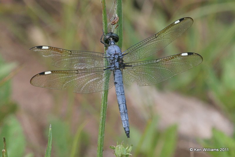 Spangled Skimmer male, Below Pawnee Lake, Pawnee Co, OK, 7-7-11, Ja 3686.jpg