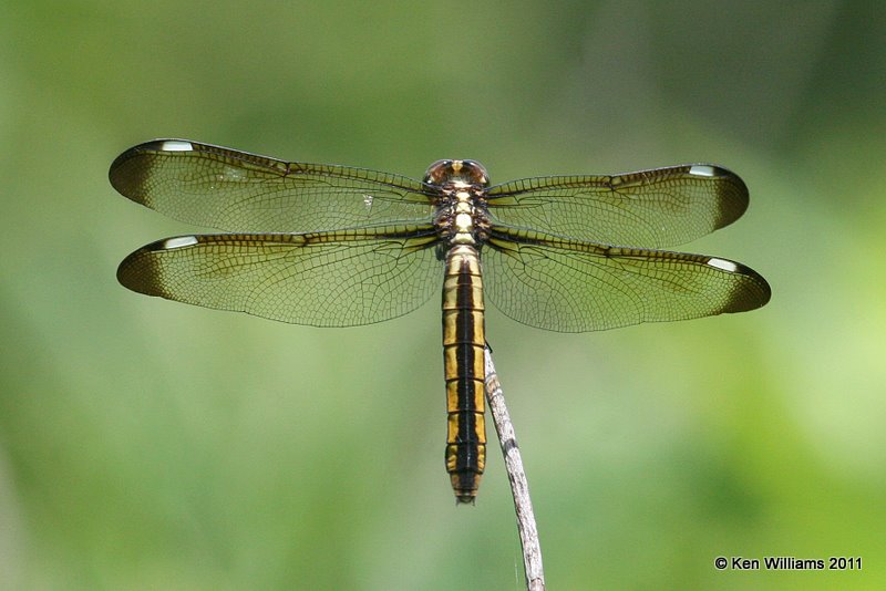 Spangled Skimmer, female, Tall Grass Prairie, Osage Co, OK, 6-24-11, Ja 3389.jpg
