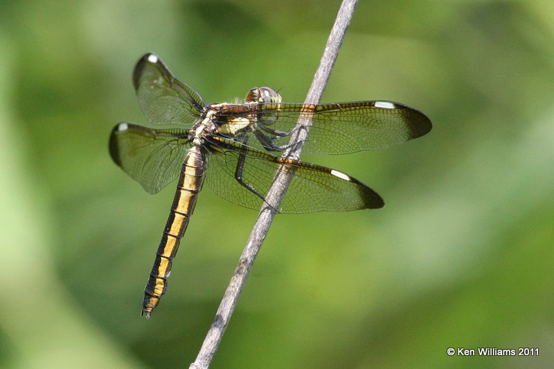 Spangled Skimmer, female, Tall Grass Prairie, Osage Co, OK, 6-24-11, Ja 3392.jpg