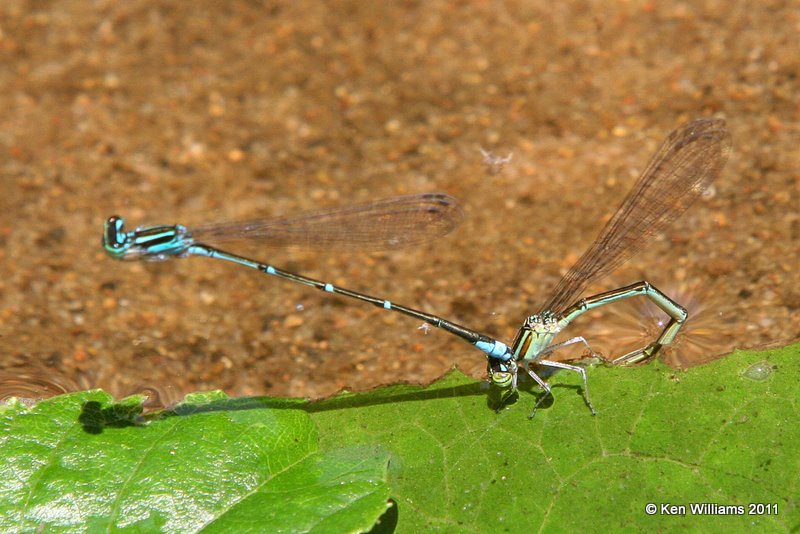 Stream Bluet, S. Tulsa, Tulsa Co, OK, 6-10-11, Ja 1862.jpg
