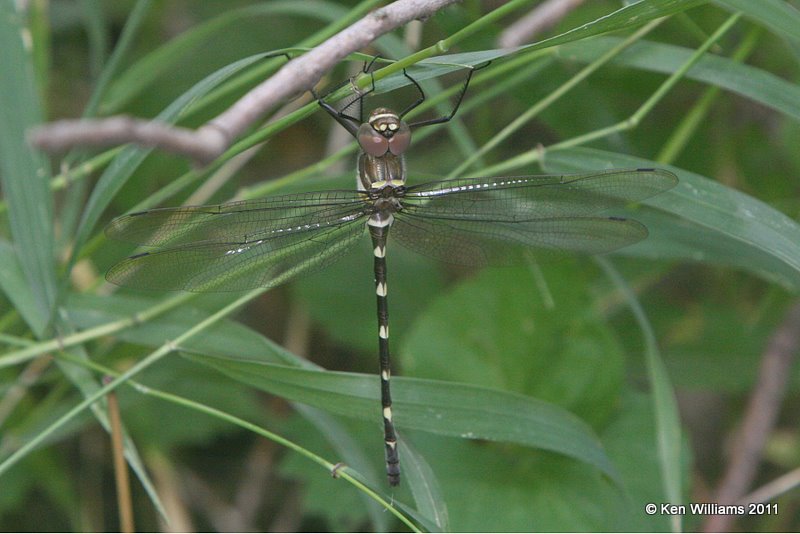 Swift River Cruiser, Macromia illinoiensis, Oxley Nature Center, Tulsa Co, OK, 6-5-11, Ja 1287.jpg