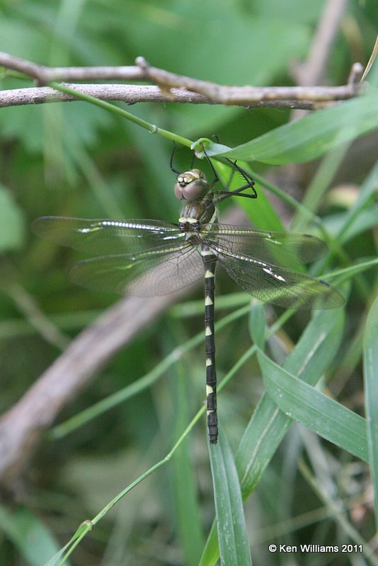 Swift River Cruiser, Macromia illinoiensis, Oxley Nature Center, Tulsa Co, OK, 6-5-11, Ja 1308.jpg