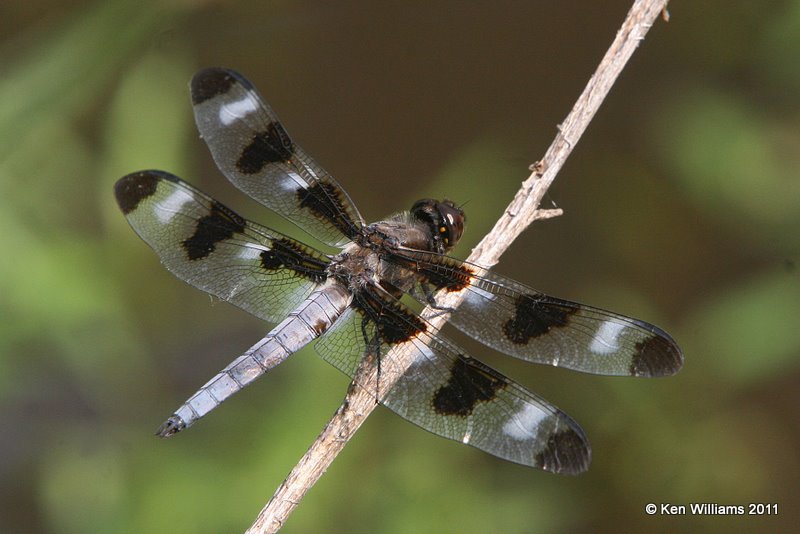 Twelve-spotted Skimmer male, Nowata Land, Nowata Co, OK, 6-7-11, Ja 1631.jpg