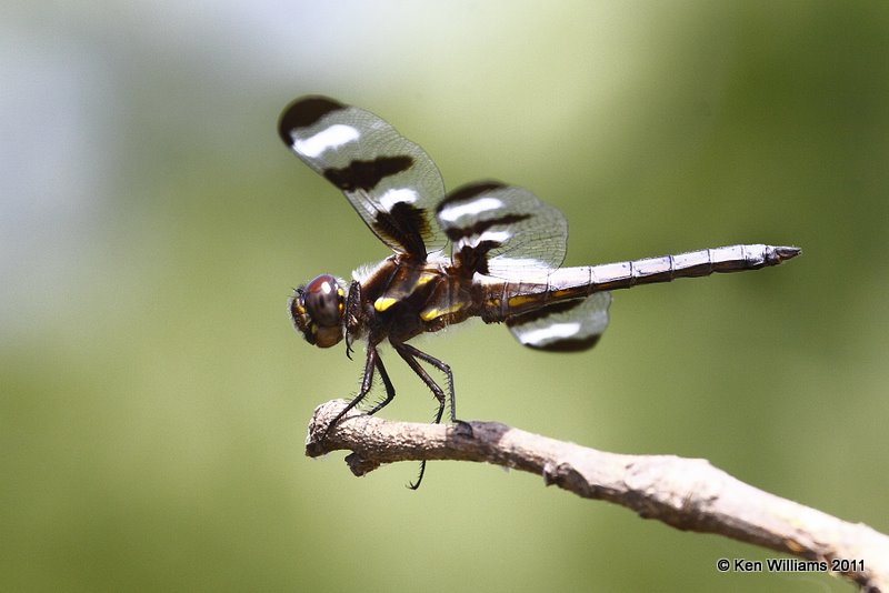 Twelve-spotted Skimmer male, Owasso backyard, Rogers Co, OK, 7-3-09 Ra 8248.jpg