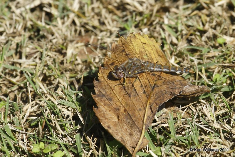 Variegated Meadowhawk female, Mohawk Park, Tulsa Co, OK, 10-16-09, Rp 3105.jpg