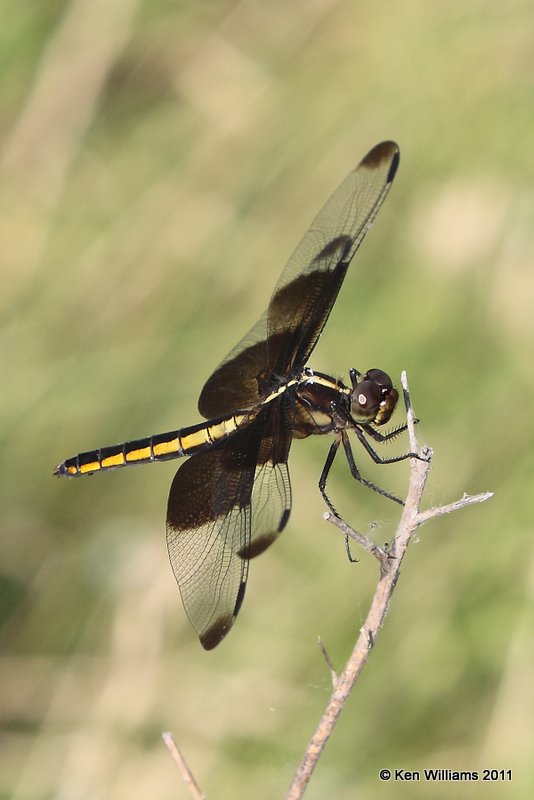 Widow Skimmer female, Gene Autry, Carter Co, OK, 6-24-09, Ra 7259.jpg