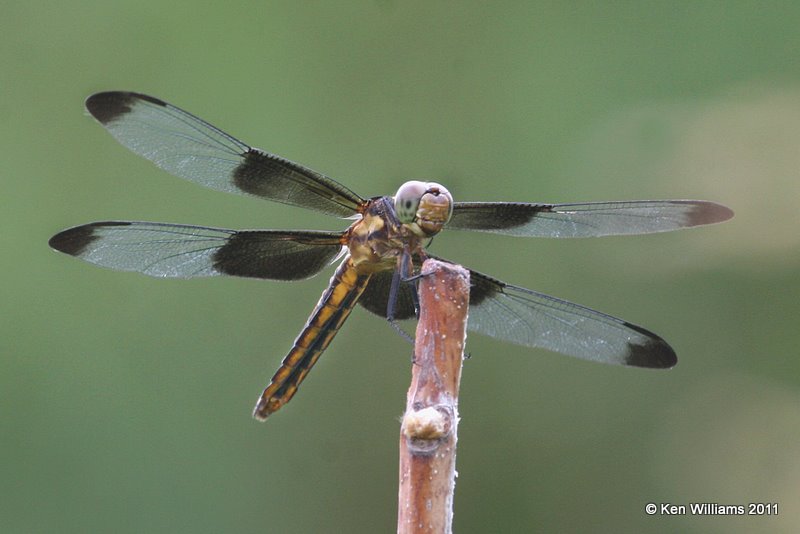Widow Skimmer female, Below Pawnee Lake, Pawnee Co, OK, 7-7-11, Ja 3732.jpg