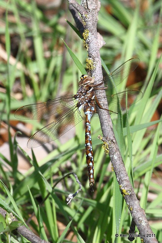 Springtime Darner, Blue River PHA, Johnton Co, OK 4-1-07 Ra2 8378.jpg