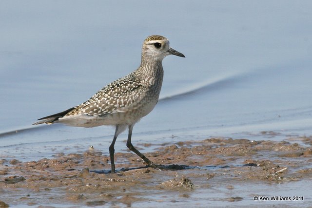 American Golden Plover nonbreedng, Salt Plains National Wildlife Refuge, Alfalfa Co, OK, 9-26-11, Ja 3750.jpg