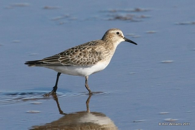 Baird's Sandpiper,  Salt Plains National Wildlife Refuge, Alfalfa Co, OK, 9-25-11, Ja 2922.jpg