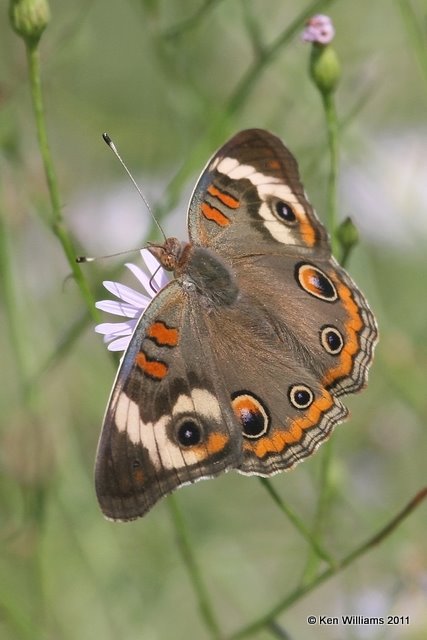 Common Buckeye, below Copan Dam, OK, 9-20-11, Ja 2803.jpg