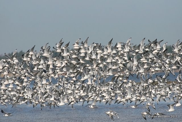 Franklin's Gulls, Oologah Lake, OK, 9-20-11 Ja 2501.jpg