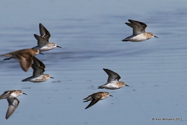 Least Sandpiper,  Salt Plains National Wildlife Refuge, Alfalfa Co, OK, 9-25-11, Ja 2928.jpg