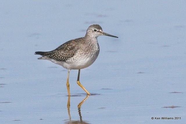 Lesser Yellowlegs, Salt Plains National Wildlife Refuge, Alfalfa Co, OK, 9-25-11, Ja 2950.jpg