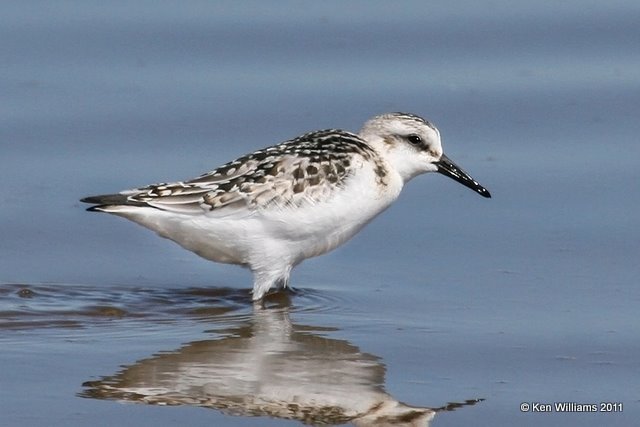 Sanderling juvenile, Salt Plains National Wildlife Refuge, Alfalfa Co, OK, 9-25-11, Ja 3163.jpg