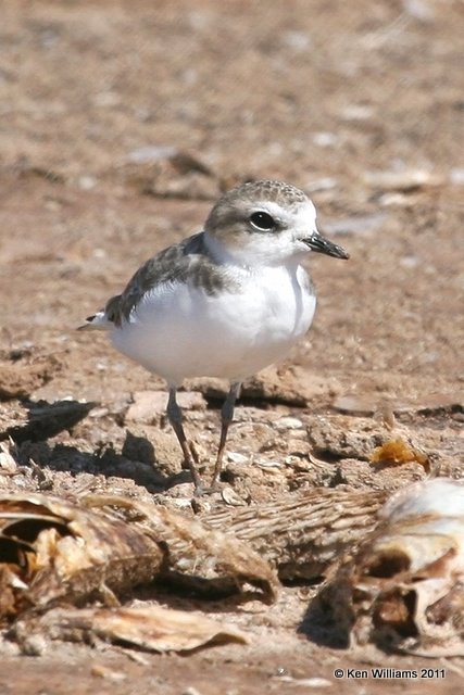 Snowy Plover non breeding plumage, Salt Plains National Wildlife Refuge, Alfalfa Co, OK, 9-26-11, Ja 3792.jpg