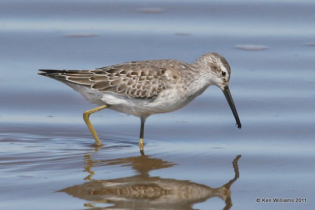 Stilt Sandpiper non breeding plumage, Salt Plains National Wildlife Refuge, Alfalfa Co, OK, 9-25-11, Ja 3184.jpg