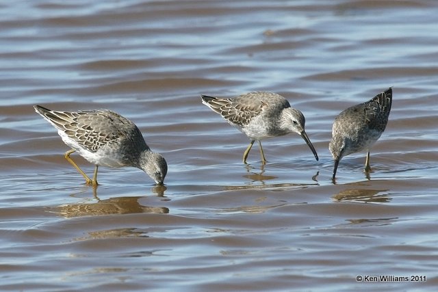 Stilt Sandpipers non breeding plumage, Salt Plains National Wildlife Refuge, Alfalfa Co, OK, 9-25-11, Ja 3012.jpg