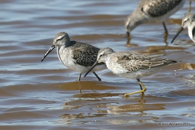 Stilt Sandpipers non breeding plumage, Salt Plains National Wildlife Refuge, Alfalfa Co, OK, 9-25-11, Ja 3015.jpg