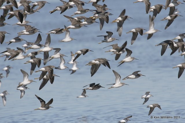 Stilt Sandpipers non breeding plumage, Salt Plains National Wildlife Refuge, Alfalfa Co, OK, 9-25-11, Ja 3027.jpg