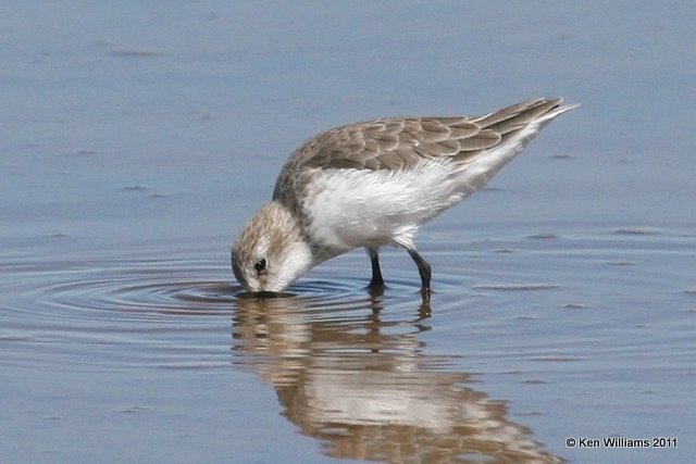 Western Sandpiper, Salt Plains National Wildlife Refuge, Alfalfa Co, OK, 9-25-11, Ja 3245.jpg