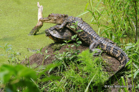American Alligator & Red-eared Turtle, Sabine Woods, TX, 4-21-08 R L300 5919.jpg
