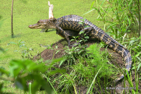 American Alligator & Red-eared Turtle, Sabine Woods, TX, 4-21-08 R L300 5920.jpg
