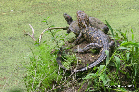 American Alligator & turtle, Sabine Woods, TX, 4-21-08 R L300 5918.jpg