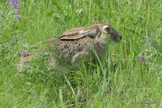 Black-tailed Jackrabbit, Homestead Ranch, Chase Co, KS 6-20-08 Re 0168.jpg