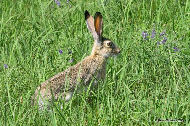 Black-tailed Jackrabbit, Homestead Ranch, Chase Co, KS 6-20-08 Re 0169.jpg