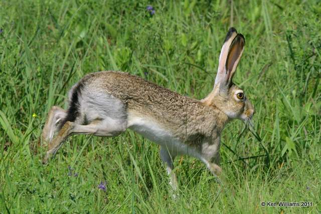 Black-tailed Jackrabbit, Homestead Ranch, Chase Co, KS 6-20-08 Re 0171.jpg