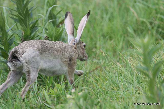 Black-tailed Jackrabbit, Homestead Ranch, Chase Co, KS 6-18-07 Je 5722.jpg