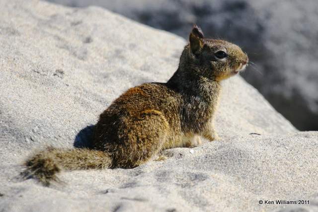 California Ground Squirrel, beach, CA, 12-10-08, Re 1907.jpg