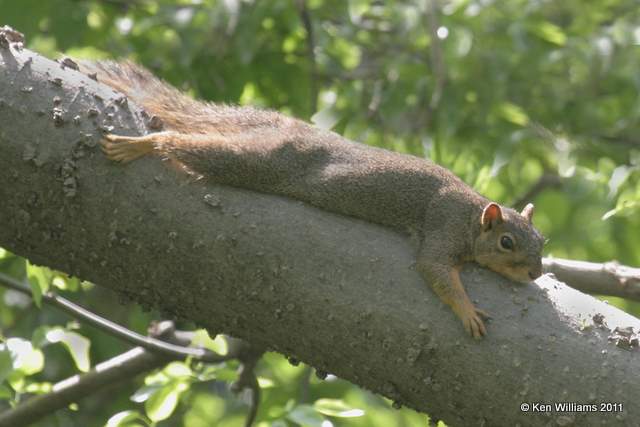 Eastern Fox Squirrel, 31st & Riverside, Tulsa, OK, 5-9-08, Re 8524.jpg