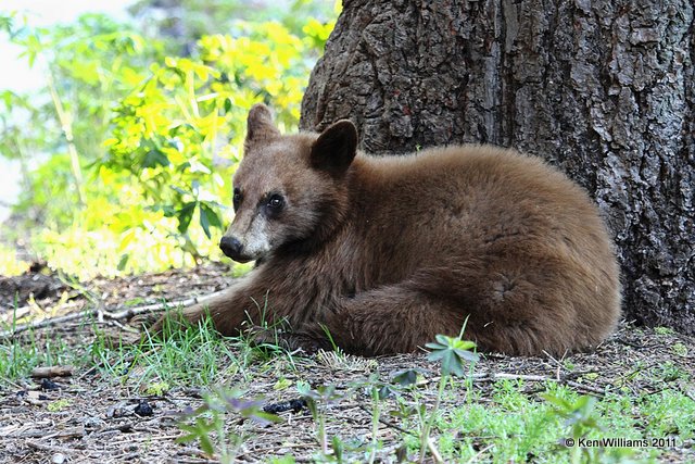 Black Bear - cub, Sequoia NP, CA, 6-25-10, Ja2 3623.jpg